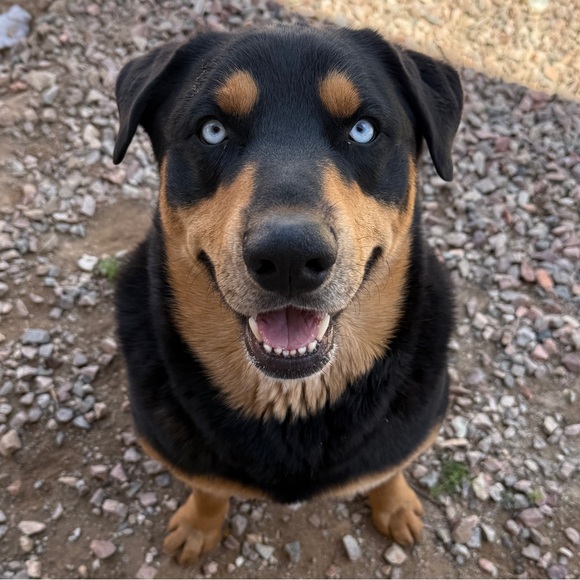 🌙🐺🌿🌸🐨🌺🐶 - Picture 5 of 6